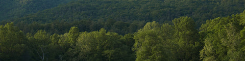 Balsam Collection